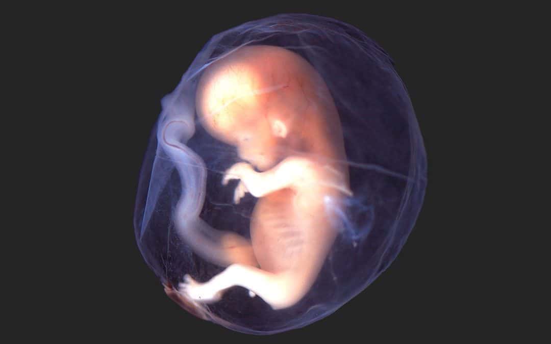 Learning from the Embryo: The Power of Gesture